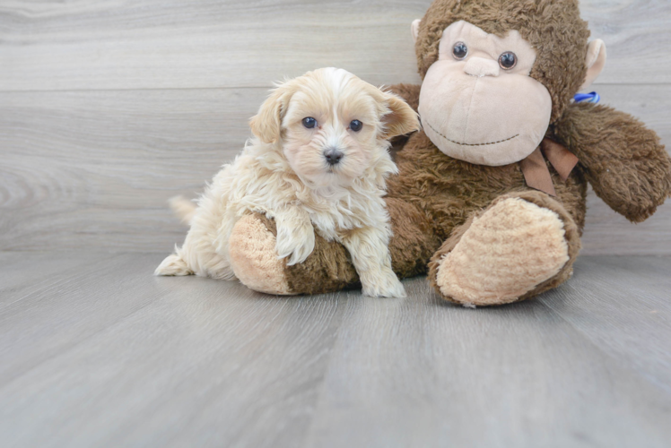 Cute Maltipoo Baby