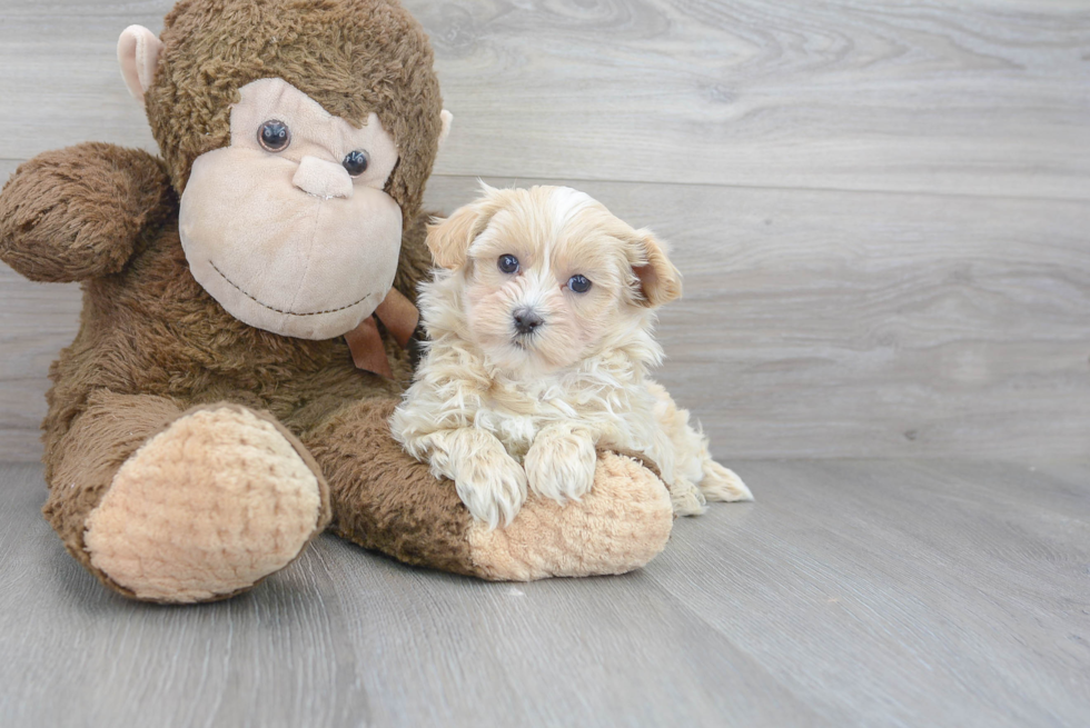 Best Maltipoo Baby