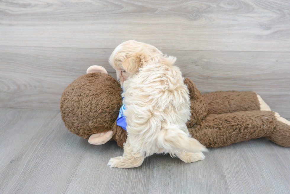 Maltipoo Pup Being Cute