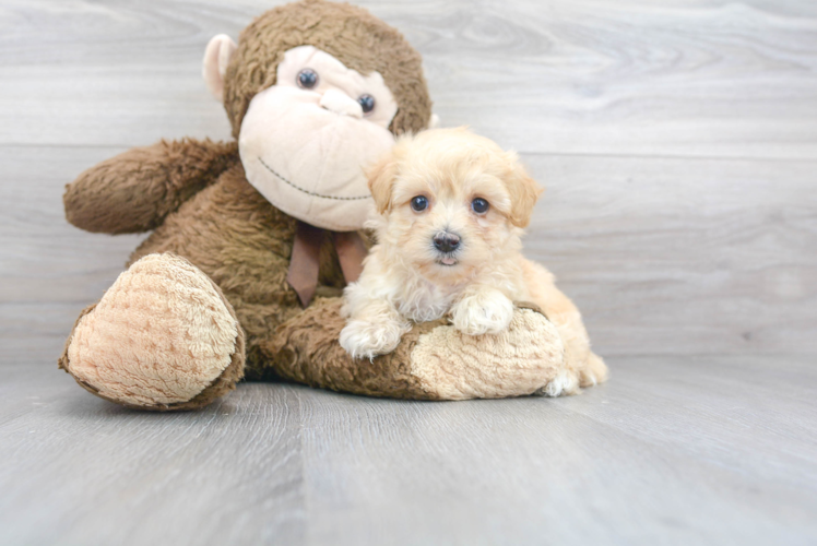 Maltipoo Puppy for Adoption