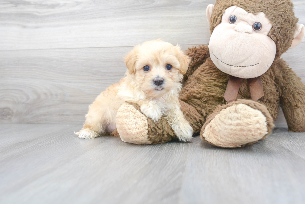 Little Maltese Poodle Poodle Mix Puppy