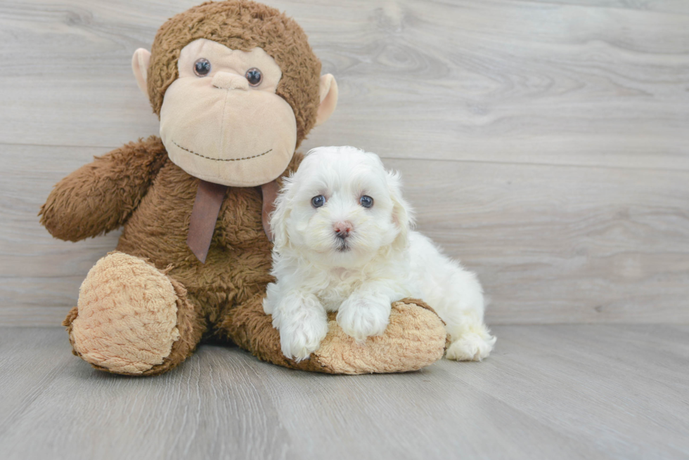 Adorable Maltepoo Poodle Mix Puppy