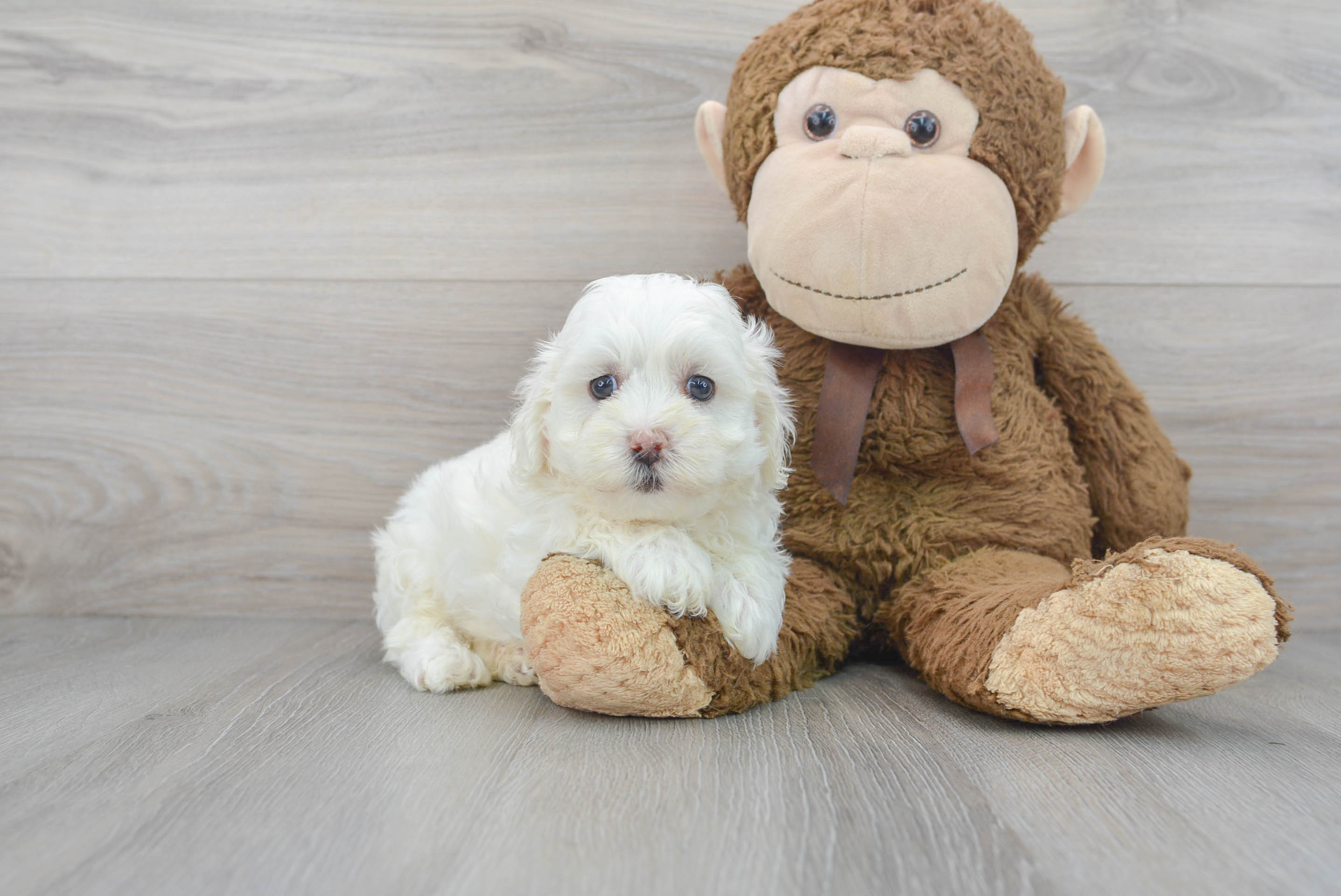 Happy Maltipoo Baby