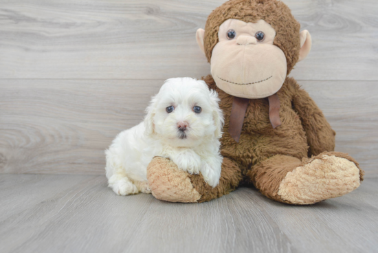 Happy Maltipoo Baby