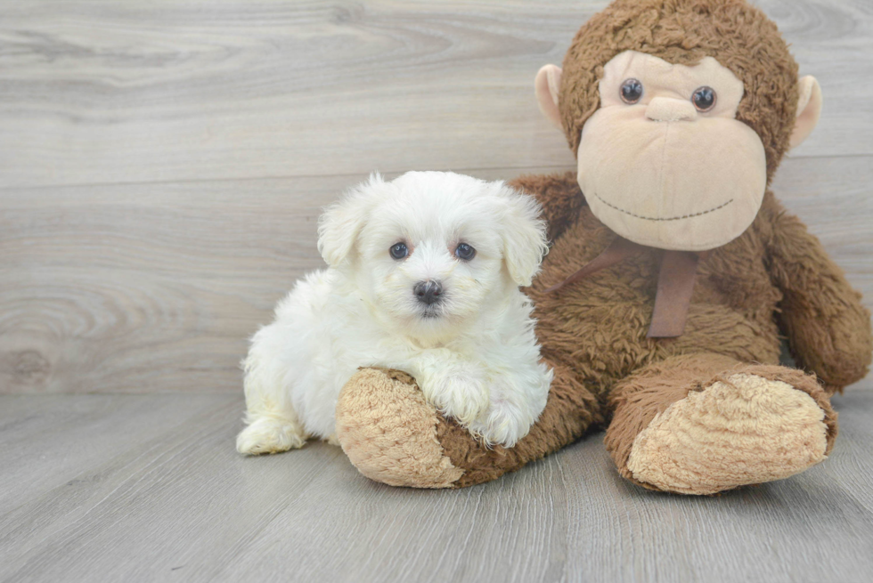 Maltipoo Pup Being Cute