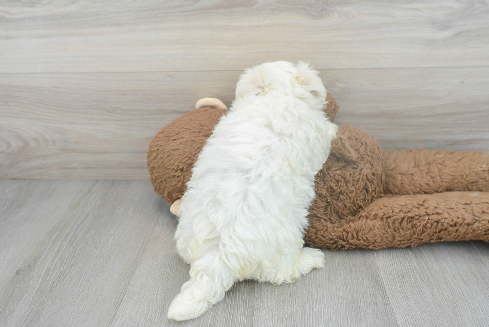 Cute Maltipoo Baby