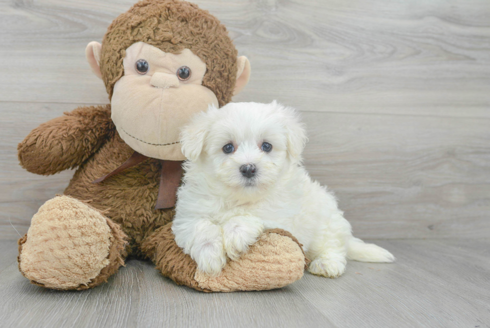 Cute Maltipoo Poodle Mix Pup