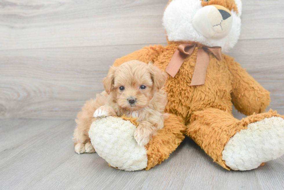 Happy Maltipoo Baby