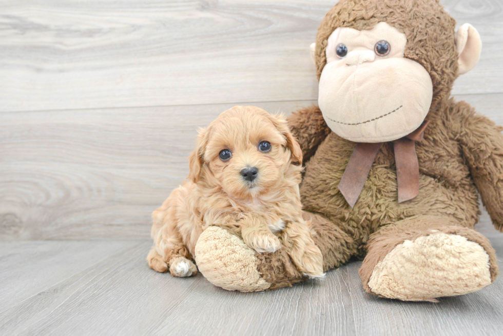 Maltipoo Pup Being Cute