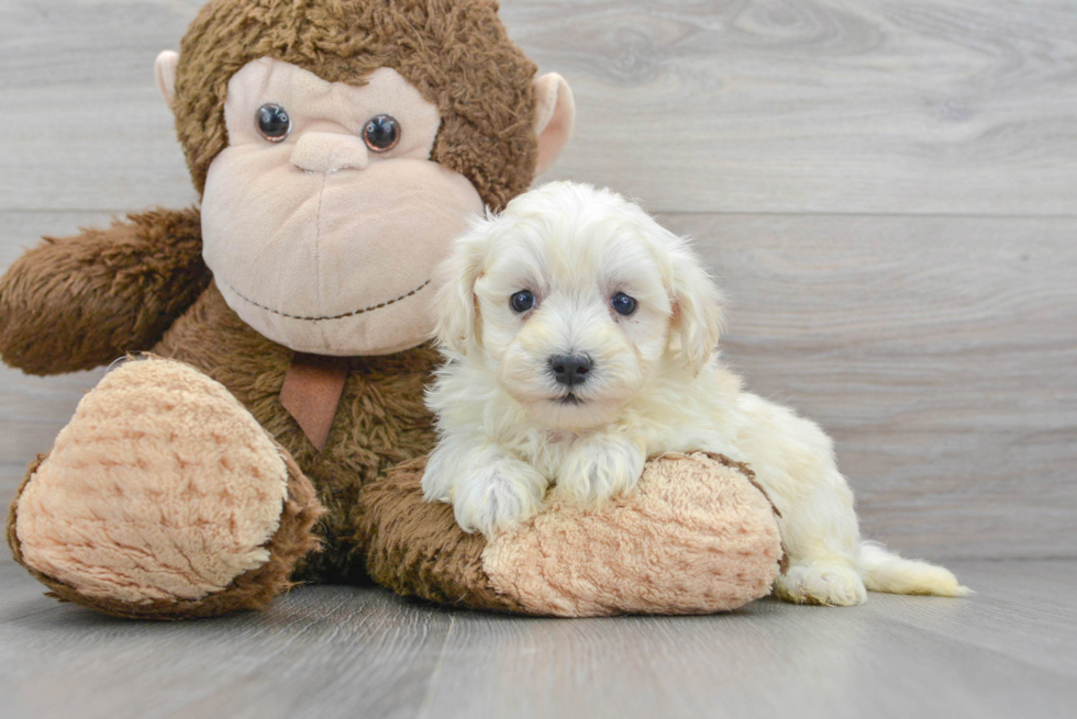 Maltipoo Pup Being Cute