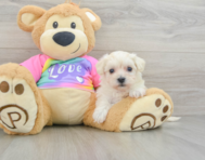 9 week old Maltipoo Puppy For Sale - Premier Pups