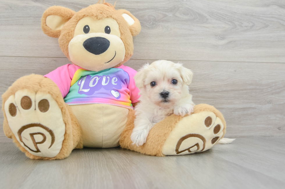 6 week old Maltipoo Puppy For Sale - Premier Pups