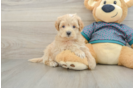 Hypoallergenic Multipoo Poodle Mix Puppy