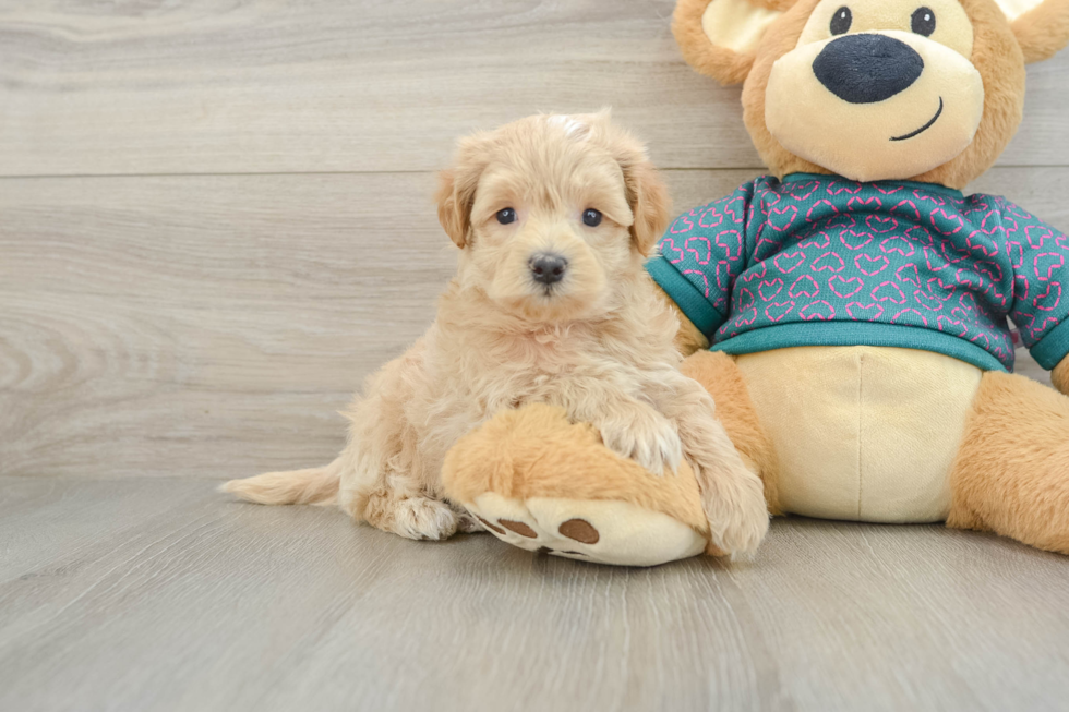 Hypoallergenic Multipoo Poodle Mix Puppy