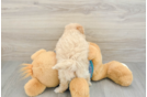 Hypoallergenic Multipoo Poodle Mix Puppy