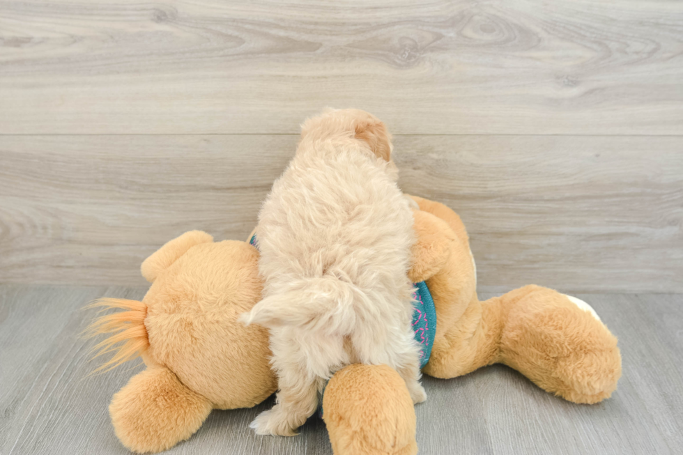 Hypoallergenic Multipoo Poodle Mix Puppy
