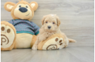 Best Maltipoo Baby