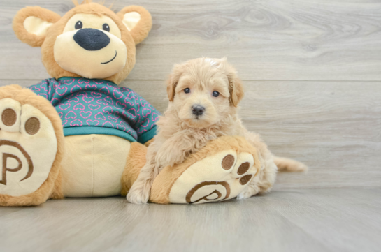 Best Maltipoo Baby