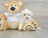 8 week old Maltipoo Puppy For Sale - Premier Pups