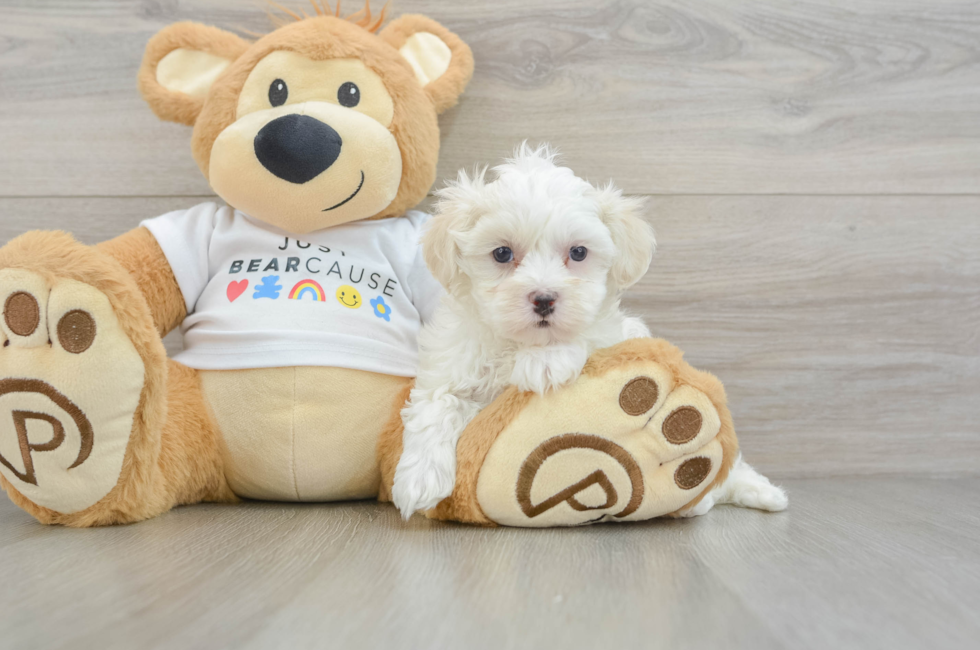 6 week old Maltipoo Puppy For Sale - Premier Pups
