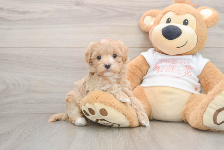 Happy Maltipoo Baby