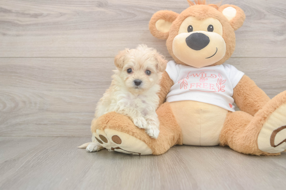 5 week old Maltipoo Puppy For Sale - Premier Pups