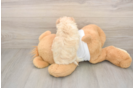 Maltipoo Puppy for Adoption