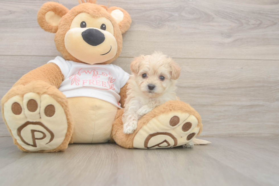 Maltipoo Puppy for Adoption
