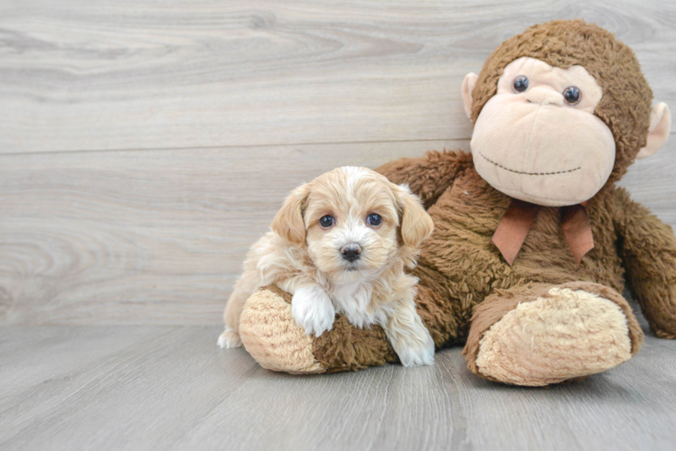 Fluffy Maltipoo Poodle Mix Pup