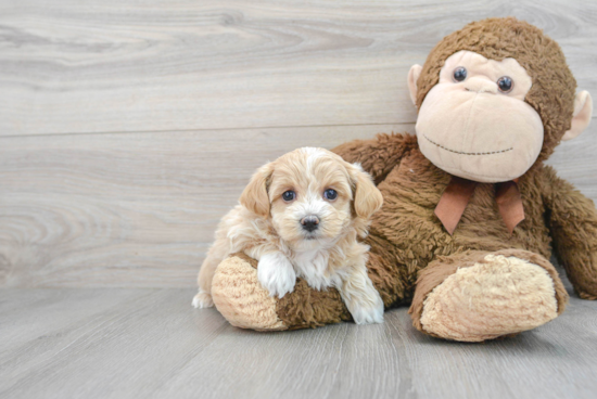 Fluffy Maltipoo Poodle Mix Pup