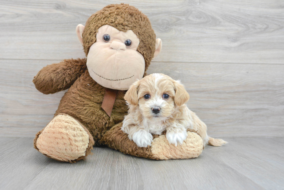 Sweet Maltipoo Baby