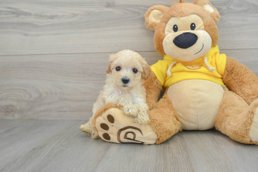 Popular Maltipoo Poodle Mix Pup