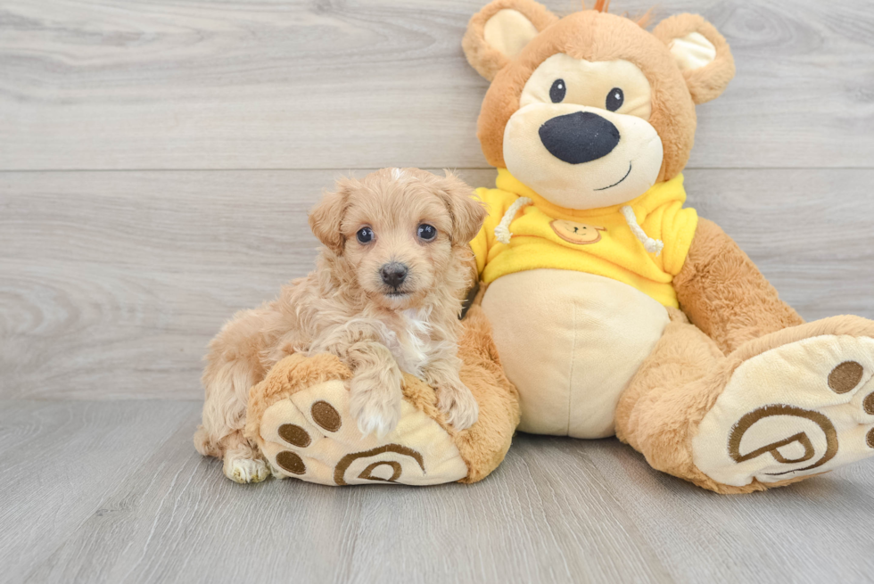 Maltipoo Pup Being Cute