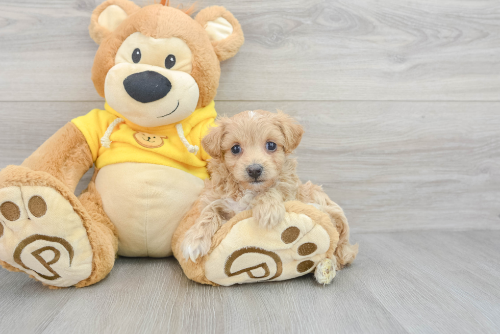 Maltipoo Puppy for Adoption