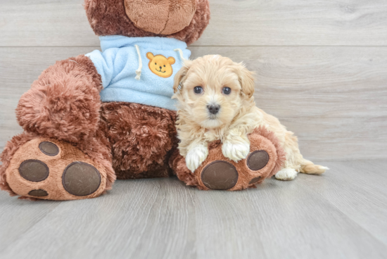 Energetic Maltepoo Poodle Mix Puppy