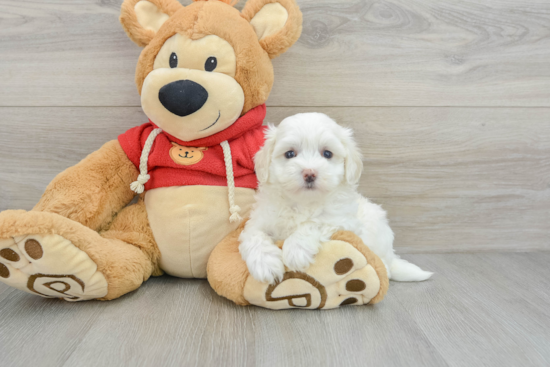 Maltipoo Pup Being Cute