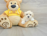 8 week old Maltipoo Puppy For Sale - Premier Pups