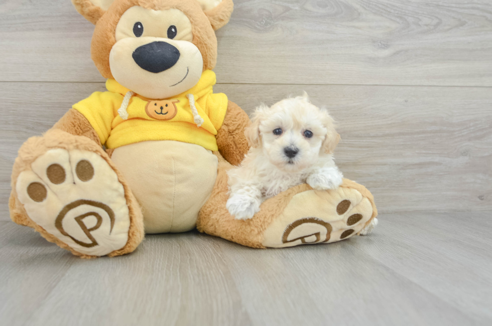 6 week old Maltipoo Puppy For Sale - Premier Pups