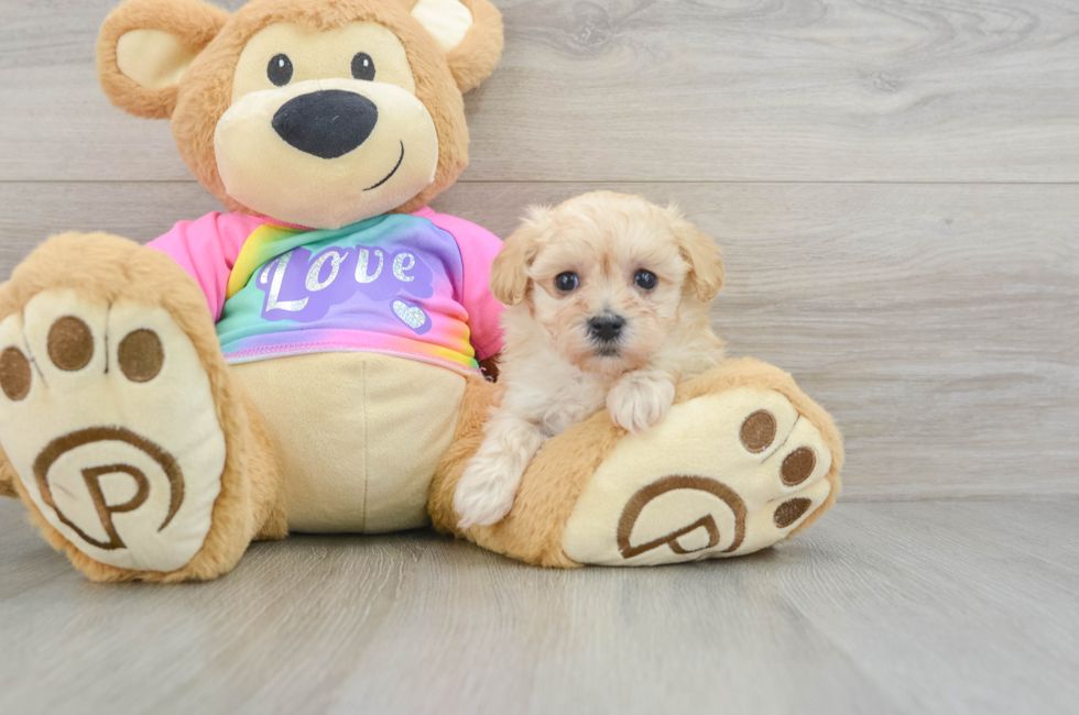 6 week old Maltipoo Puppy For Sale - Premier Pups