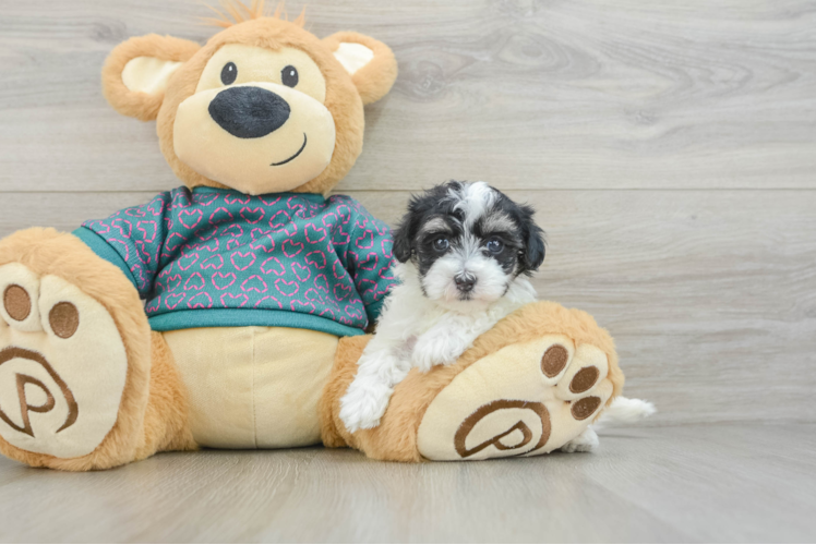 Best Maltipoo Baby