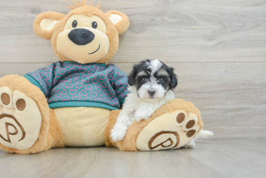 Best Maltipoo Baby