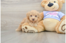 Maltipoo Puppy for Adoption