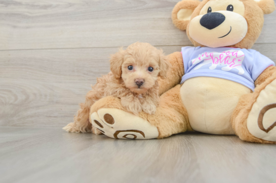Maltipoo Puppy for Adoption