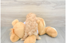 Playful Maltepoo Poodle Mix Puppy