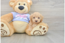 Maltipoo Pup Being Cute