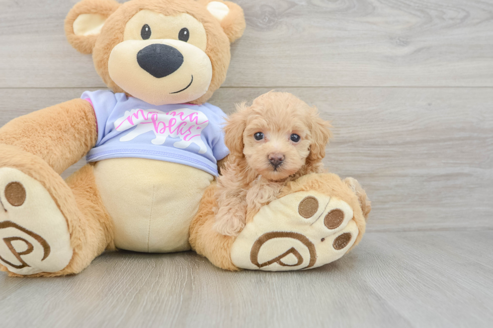 Maltipoo Pup Being Cute