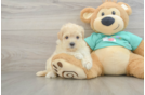 Petite Maltipoo Poodle Mix Pup