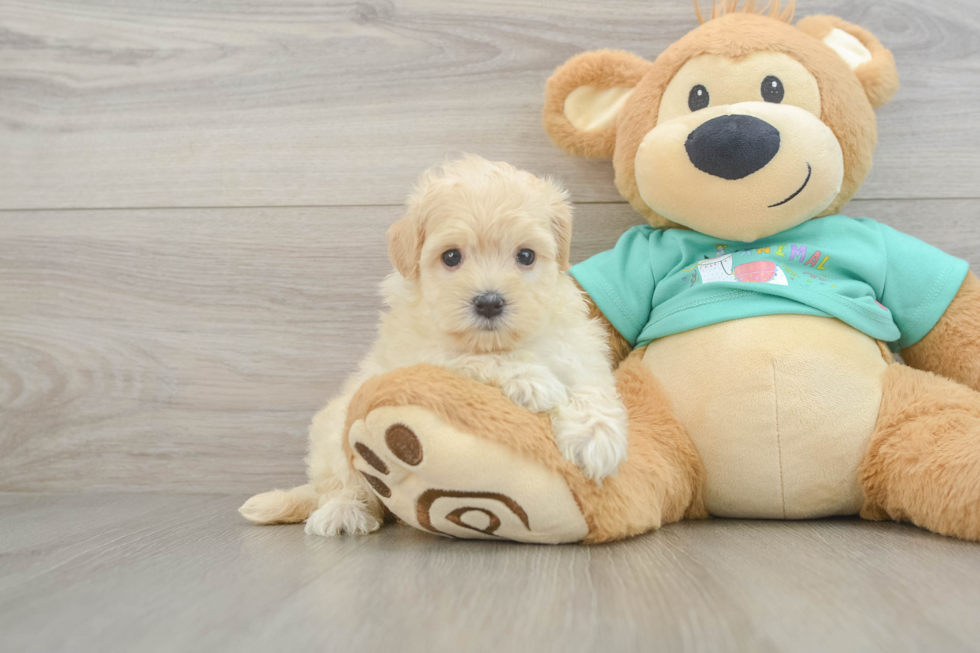 Petite Maltipoo Poodle Mix Pup