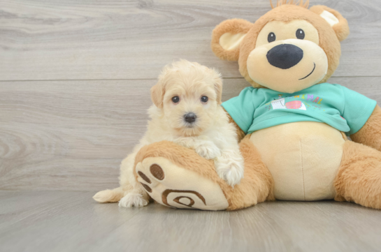 Petite Maltipoo Poodle Mix Pup