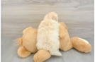 Best Maltipoo Baby